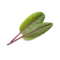 Micro red veined sorrel