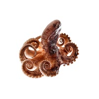 Webfoot octopus