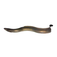 Hagfish