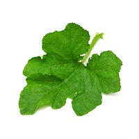Pumpkin leaf