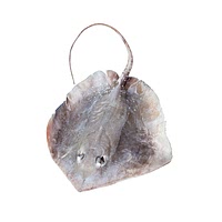 Sting ray