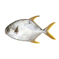 Pomfret fish