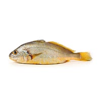 Umbrina fish