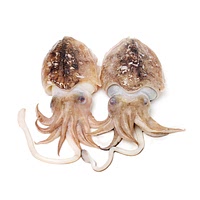 Cuttlefish