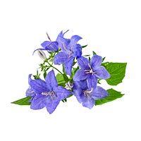 Borage flowers