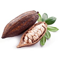 Fresh cacao