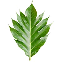 Breadfruit leaves