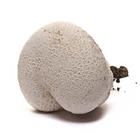 Giant puffball mushroom