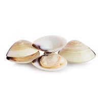 Frozen white clam