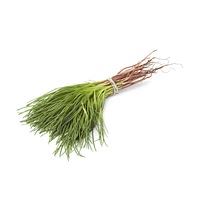 Saltwort