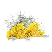 Curry plant