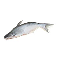 Basa catfish