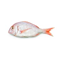 Red seabream