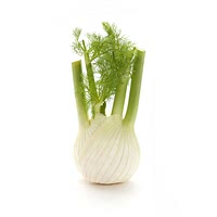 Fennel bulb