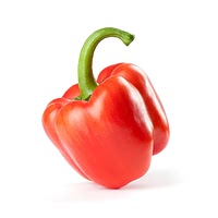 Bell pepper