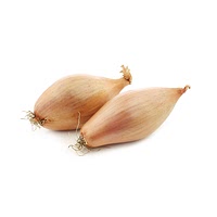 Shallot