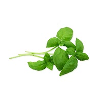 Basil leaves