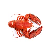 Frozen whole lobster