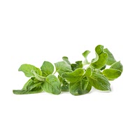 Oregano leaves