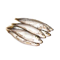 Capelin fish