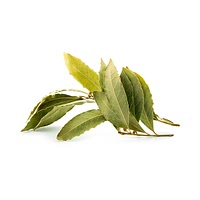 Bay leaf