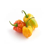 Habanero pepper