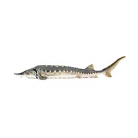 Sturgeon