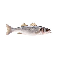 Sea bass