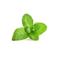 Growing mint