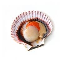 Calico scallop