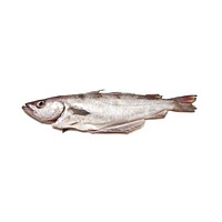 Blue whiting fish