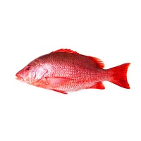 Red snapper