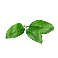 Lime leaf