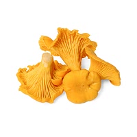 Winter chanterelles