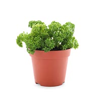 Growing curly leaf parsley