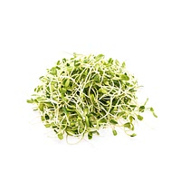 Alfalfa sprouts