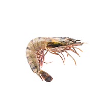 Tiger prawn