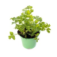 Growing flat leaf parsley