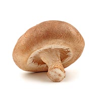 Shiitake mushroom