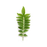 Curry leaf