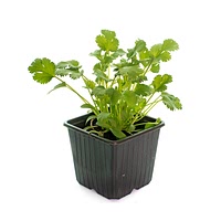 Growing coriander