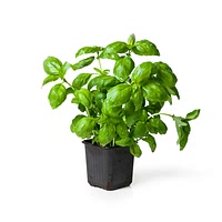 Growing basil