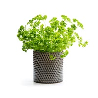 Growing parsley