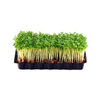 Mustard cress