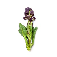 Purple sprouting broccoli spears