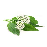 Wild garlic