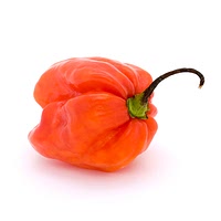 Scotch bonnet chilli pepper