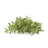 Lemon thyme