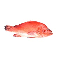 Rockfish