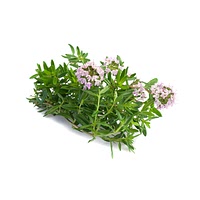 Summer savory